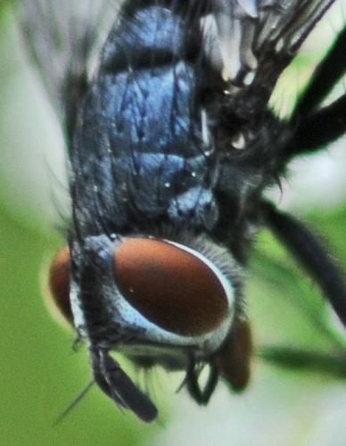 Epicampocera succincta